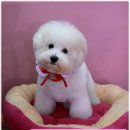 곰탱이 Daum카페