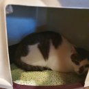 고은동물병원 이미지