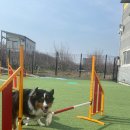 큐독 | [방문후기] 큐독CUEDOG / 광주 반려견 유치원 / 광주 어질리티클럽 후기 / 큐라운드 / 강아지 운동 함께...