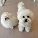 몽글멍글 이미지