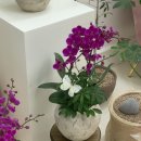 플라워 쇼룸 이미지