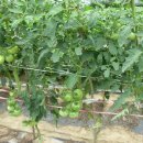 우리농장1 이미지