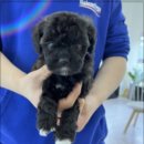 드림독 강아지분양 안심분양센터 인천점 이미지