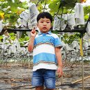 일표농장 Daum카페