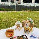 월계힐링펜션 | 담양호 보이는 정원뷰가 환상적인 담양 까망감 애견 동반 카페