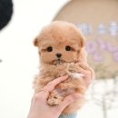 더 샵 동물메디컬센터 이미지