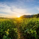 유채꽃길 이미지