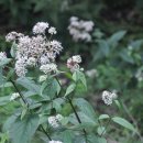 소백산식물원