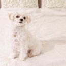 오뜨동물의료센터 이미지