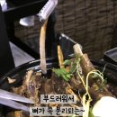 양지경성 이미지