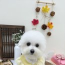 허그몽몽 이미지