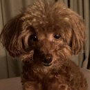 몽몽하나 이미지