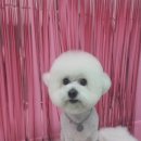 #the예쁘개 이미지