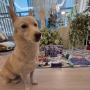 행복펫 | [행복할개키치] 마이펫페어 2026 일산 Part 1 온라인 후기이벤트/ 상품 당첨