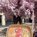 예쁜 간식 화과자 만들기 | 대전 현대아울렛 원데이클래스 우이로우 화과자 만들기 내돈내산 후기 가격 신청 방법