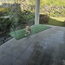 그린마멀레이드 이미지