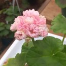 러블리몽 이미지