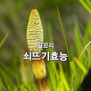 말꼬리 효능과 부작용 이미지