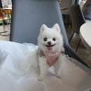 무지개메디칼 | 치료과정 헬릭스동물병원 일산점 병원비 등 솔직후기 메리츠 펫퍼민트 보험 보장금액까지 내돈내산 후기