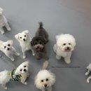 밤밤애견유치원