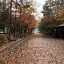 181110 | 181110 양재 꽃시장/엄마생신 후기