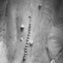 송악 동물병원 이미지