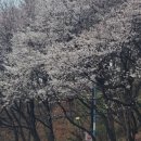 서종의 아침 이미지