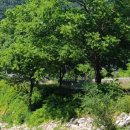 단양남천계곡물가 이미지