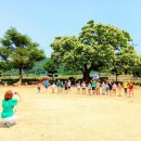 지리산큰나무 이미지