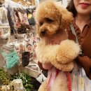 도그맘애견 이미지