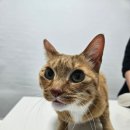 중곡동물병원 이미지