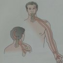 Referral of symptoms from the cervical spine to areas of the spine, head, shoulder girdle, and upper limb. 이미지