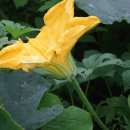 시헌농장 이미지