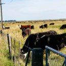 아카로아 이미지