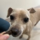 더엘동물의료센터 이미지