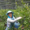 비당농장 이미지