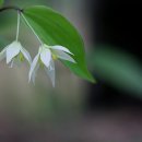수야