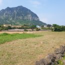 산방산탑부동산공인중개사사무소 이미지