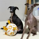 주니버스 | 주니버스 터그볼_강아지 축구공, 강아지 장난감 비비남매 사용 후기