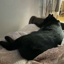 FM동물메디컬센터 | 고양이 종합백신 가격 예방접종 주기 화정 FM동물메디컬센터 후기