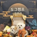 도그캠프 이미지