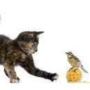 아이엠 동물병원 이미지