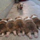 청곡사료 이미지