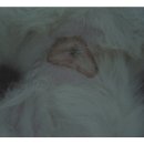 솔펫 동물병원 이미지