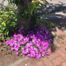 카페바움 이미지