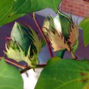 중대초등학교 이미지