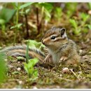 아기다람쥐 이미지