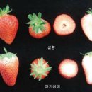 딸기PC 이미지