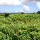 성산읍-3 이미지