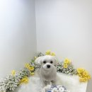 하리몽 이미지
